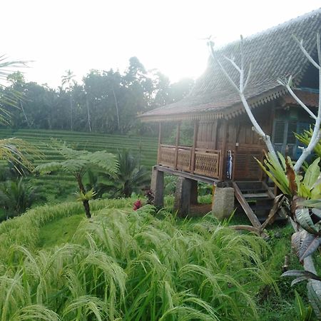 D'Ume Bendoel Homestay Джатилувих Экстерьер фото