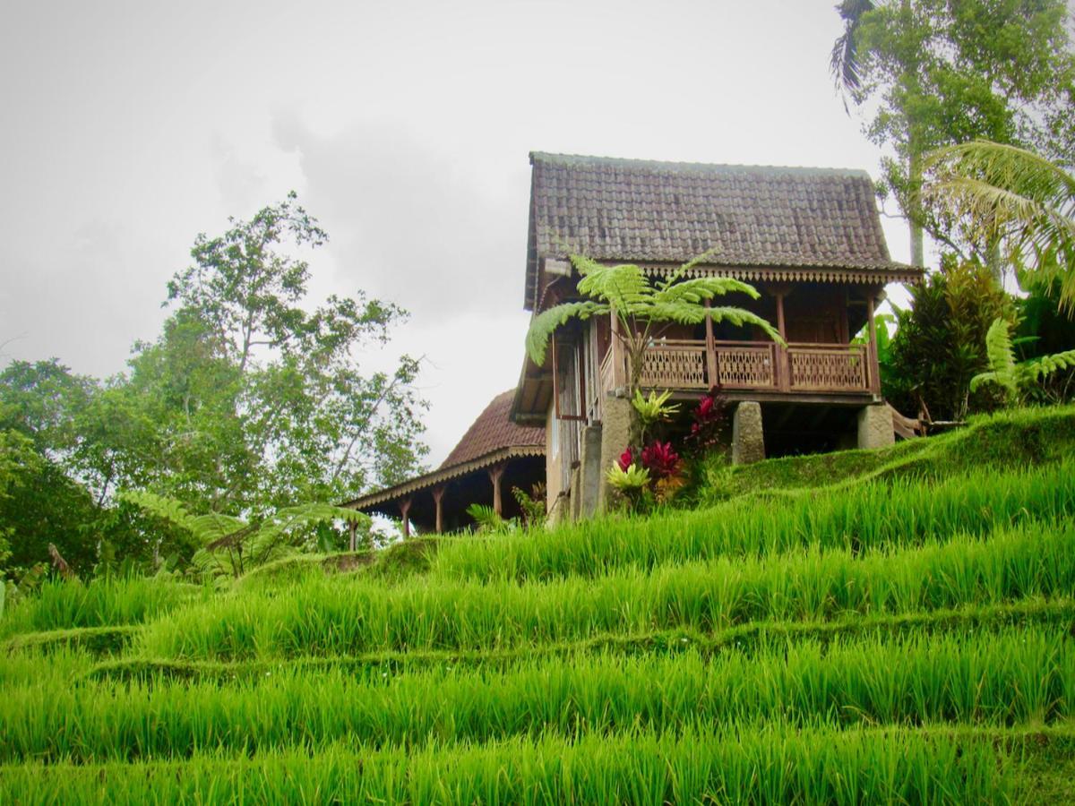 D'Ume Bendoel Homestay Джатилувих Экстерьер фото
