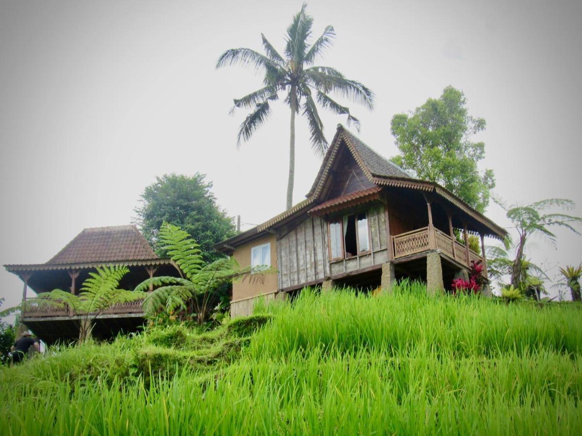 D'Ume Bendoel Homestay Джатилувих Экстерьер фото