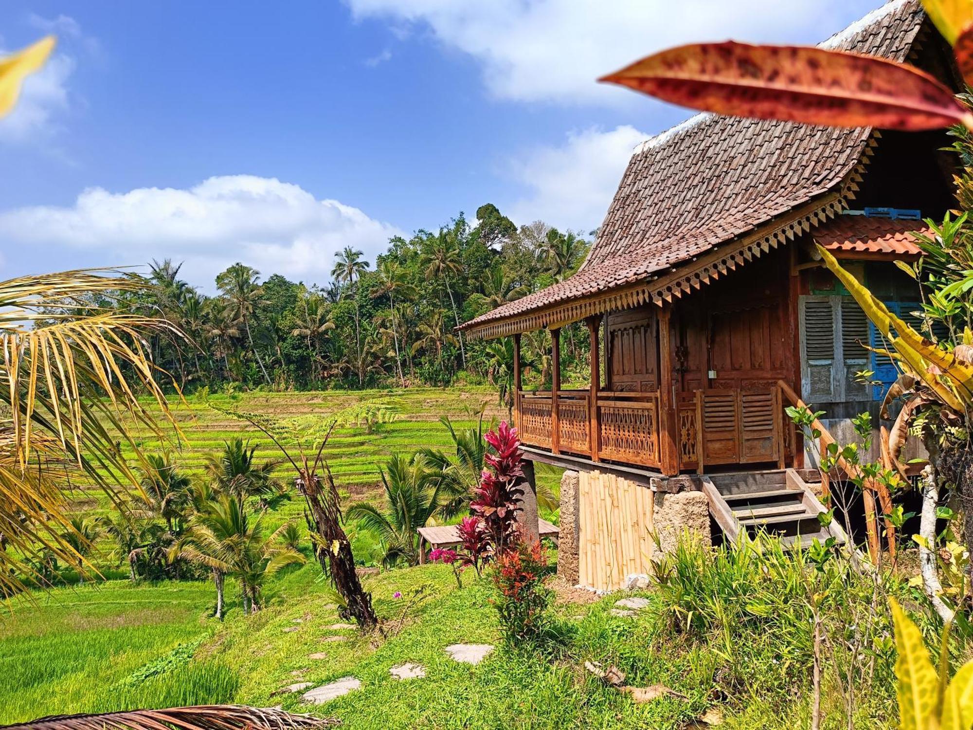 D'Ume Bendoel Homestay Джатилувих Экстерьер фото